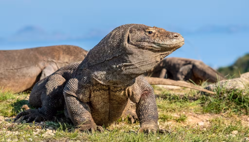 Komodo Dragon